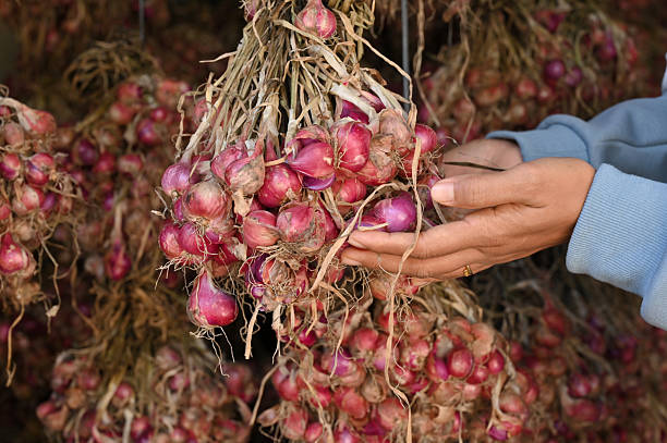 Berkas:Bawang merah.jpg