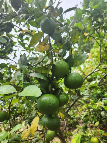 Berkas:Jeruk hickson di pohon.jpg