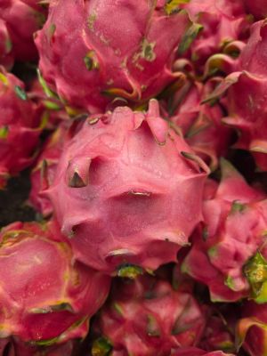 Buah Naga Merah (Foto oleh Balgies Devi Fortuna)