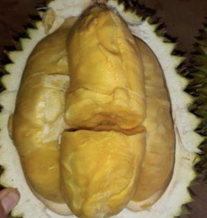 Durian Semeguk Sakti.png