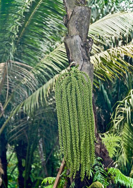 Berkas:Bunga Jantan.jpg