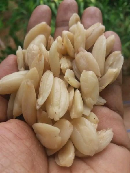 Berkas:Kenari Kupas.jpg