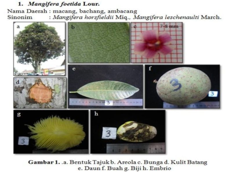 Berkas:Limus kuncidet.jpg