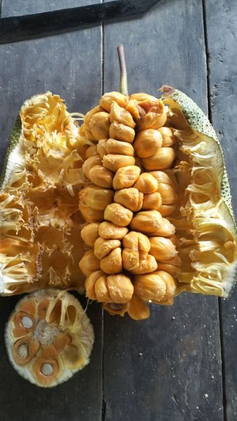 Berkas:Gambar Buah Cempedak.jpg