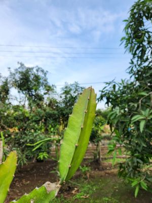 Pohon Buah Naga Merah (Foto oleh Balgies Devi Fortuna)