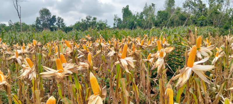 Berkas:Jagung neza adela azhara.jpg