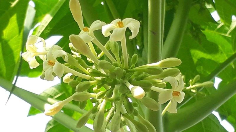 Berkas:Bunga Pepaya.jpg