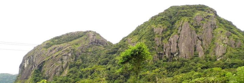 Berkas:Gambar bulu .jpg