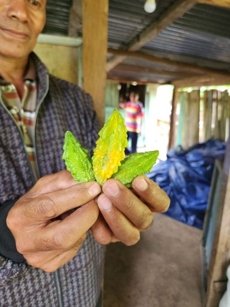 Berkas:Paria atau pare.jpg