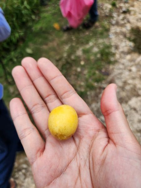 Berkas:Buah lakoat muda.jpg