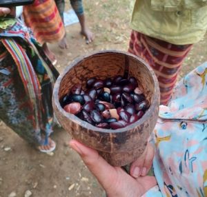 Kacang Arbila yang sudah diolah (foto oleh Balgies Devi Fortuna)