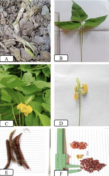Berkas:Morofologi kacang nasi.png