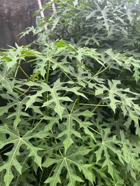 Berkas:Pepaya Jepang.jpg