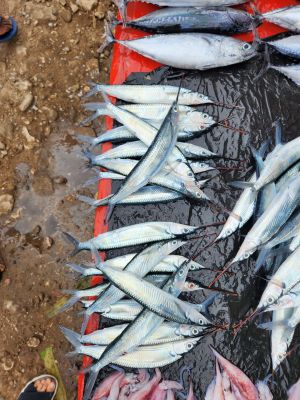 Ikan Nipi Segar oleh Balgies Devi Fortuna