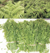 Pakis Sayur atau Paku Sayur