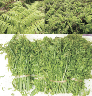 Pakis Sayur atau Paku Sayur.png