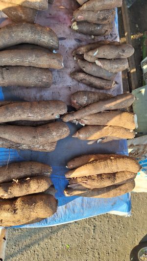 Singkong (foto oleh Balgies Devi Fortuna)