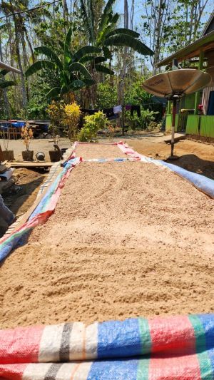 Sagu yang dijemur oleh Balgies Devi Fortuna