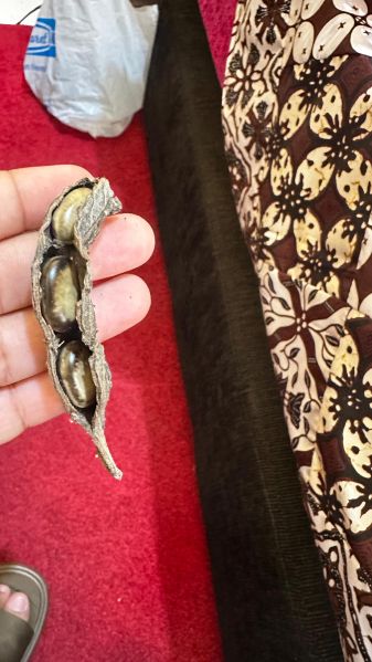 Berkas:Kacang benguk.jpg