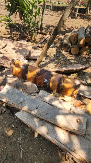 Foto Batang Sagu yang Sudah dibelah oleh Balgies Devi Fortuna