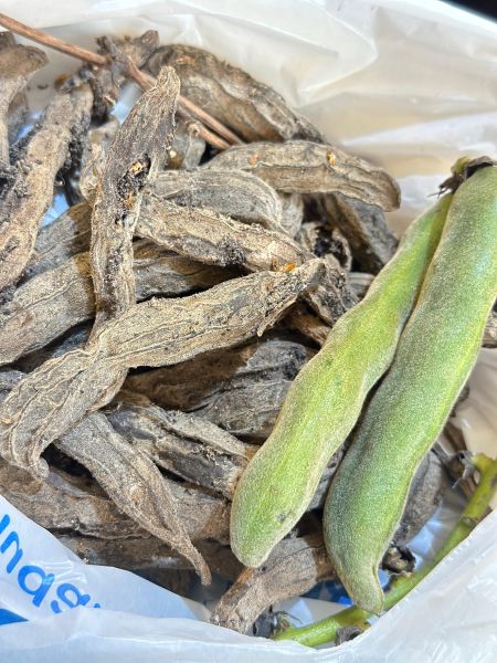 Berkas:Kacang Benguk.jpg