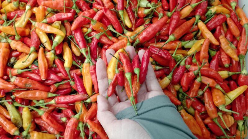 Berkas:Cabe Rawit.jpg