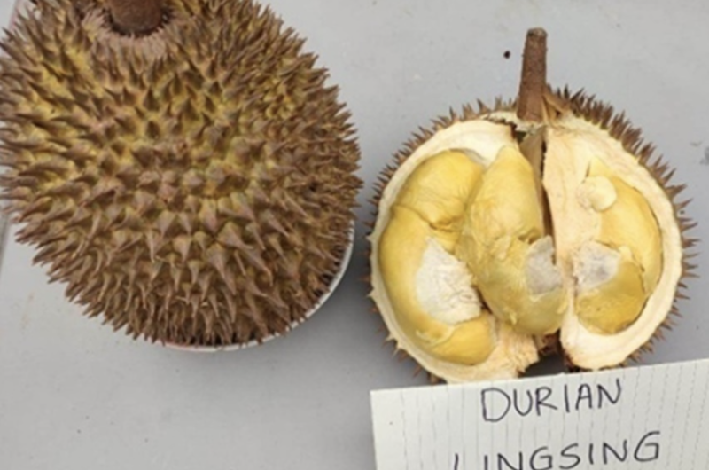 Berkas:Durian Lingsing.png