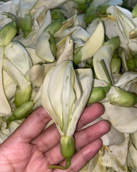 Berkas:Tronggong .jpg