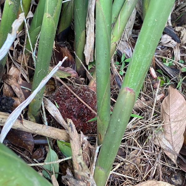 Berkas:Tumbuhan parahulu.jpg