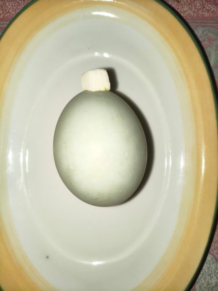 Berkas:Telok ukan .jpg