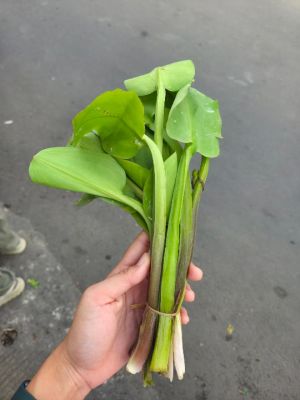 Daun genjer (foto oleh Balgies Devi Fortuna)