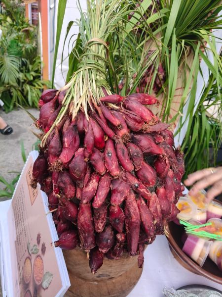 Berkas:Bawang Dayak.jpg