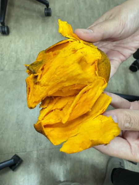 Berkas:Daging buah alkesa Nurhayatun Nafsiyah.jpg