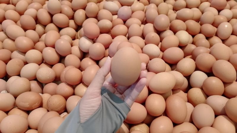 Berkas:Telur Ayam.jpg