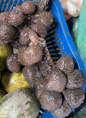 Asam Paya atau Asam Payo atau Asam Kelubi.png