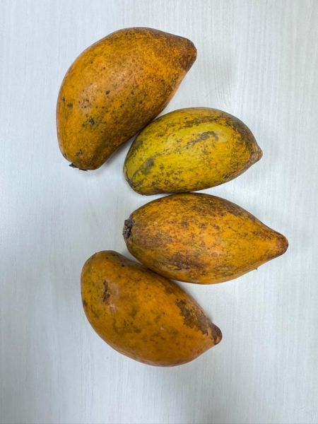 Berkas:Buah alkesa Nurhayatun Nafsiyah.jpg