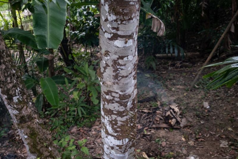 Berkas:Pohon petanang.jpg